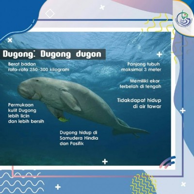 Dugong dan Manatae